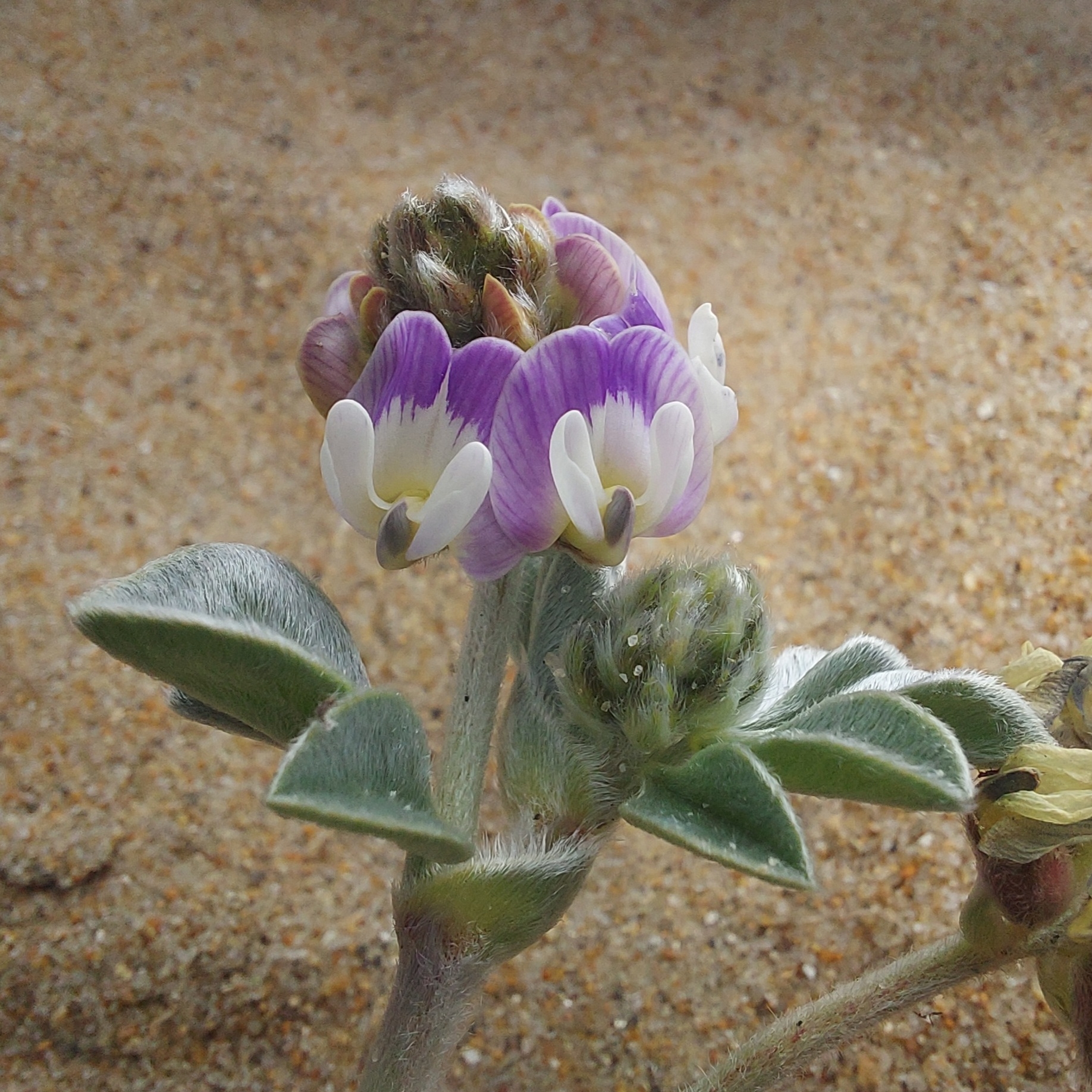 Astragalus