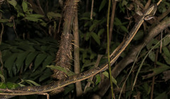 Boiga cynodon