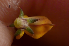 Aspalathus crassisepala