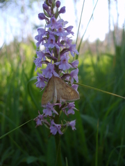 Paratalanta hyalinalis