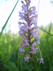 Paratalanta hyalinalis