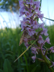 Paratalanta hyalinalis