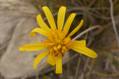 Euryops ericoides