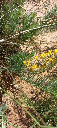 Image of Lebeckia plukenetiana by (c) Adele SL, some rights reserved (CC BY)
