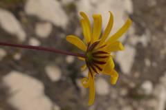 Euryops ericoides