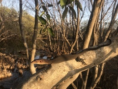 Rusty Monitor photo 4