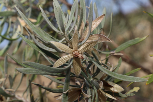 Image of Crimson Turkey Bush (Eremophila latrobei) by (c) Greg Tasney, some rights reserved (CC BY-SA)