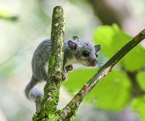European Fat Dormouse, Kaunas District Municipality, Lithuania, photo 7 of 10