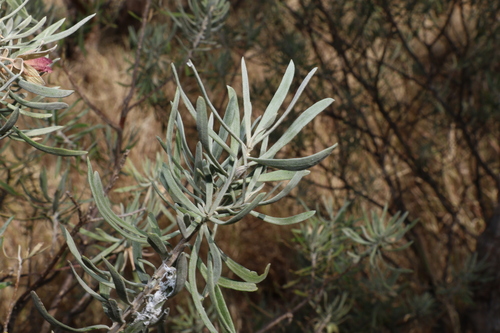 Image of Crimson Turkey Bush (Eremophila latrobei) by (c) Greg Tasney, some rights reserved (CC BY-SA)