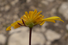 Euryops ericoides