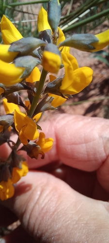 Image of Lebeckia plukenetiana by (c) Adele SL, some rights reserved (CC BY)