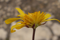 Euryops ericoides