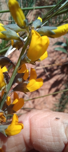 Image of Lebeckia plukenetiana by (c) Adele SL, some rights reserved (CC BY)