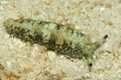 Plakobranchus ocellatus