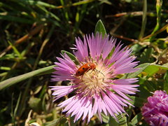 Leptopalpus rostratus