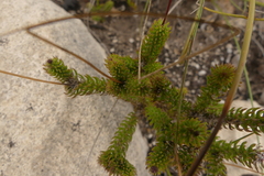 Euryops ericoides