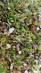 Gaultheria nubicola