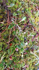 Gaultheria nubicola
