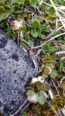 Gaultheria nubicola