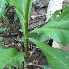 Thamnophis sirtalis annectens
