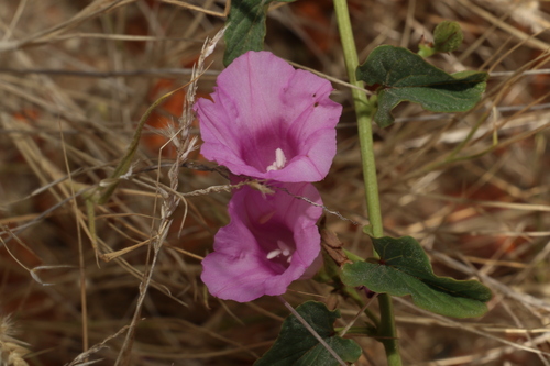 Image of Ipomoea muelleri by (c) Greg Tasney, some rights reserved (CC BY-SA)