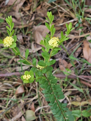 Image of Pimelea flava by (c) ianrainbow, some rights reserved (CC BY)