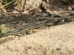 Thamnophis sirtalis annectens