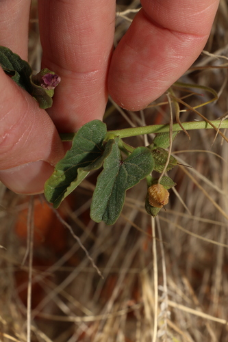 Image of Ipomoea muelleri by (c) Greg Tasney, some rights reserved (CC BY-SA)