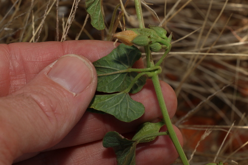 Image of Ipomoea muelleri by (c) Greg Tasney, some rights reserved (CC BY-SA)