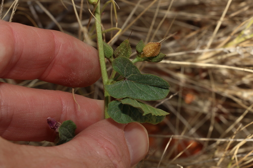 Image of Ipomoea muelleri by (c) Greg Tasney, some rights reserved (CC BY-SA)