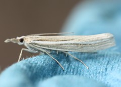 Orocrambus enchophorus
