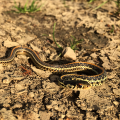 Thamnophis sirtalis annectens