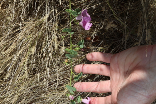 Image of Ipomoea muelleri by (c) Greg Tasney, some rights reserved (CC BY-SA)
