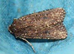 Ichneutica mustulenta