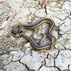Thamnophis sirtalis annectens