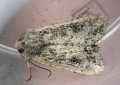 Ichneutica morosa