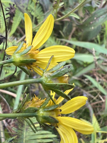 Bidens valida observed 2023-09-26
