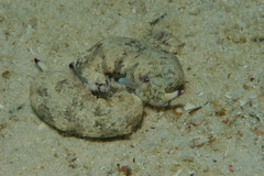 Plakobranchus ocellatus