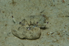 Plakobranchus ocellatus