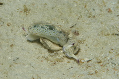 Plakobranchus ocellatus