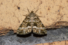 Pseudocoremia lactiflua
