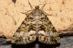 Pseudocoremia lactiflua