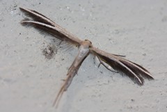 Pterophorus innotatalis