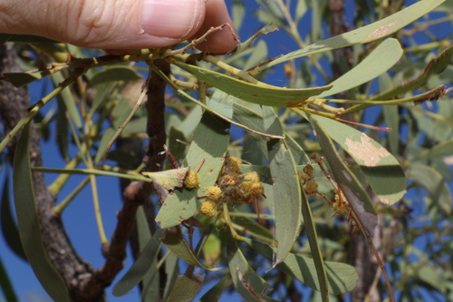 Image of Acacia excelsa by (c) Greg Tasney, some rights reserved (CC BY-SA)