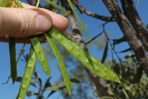 Image of Acacia excelsa by (c) Greg Tasney, some rights reserved (CC BY-SA)