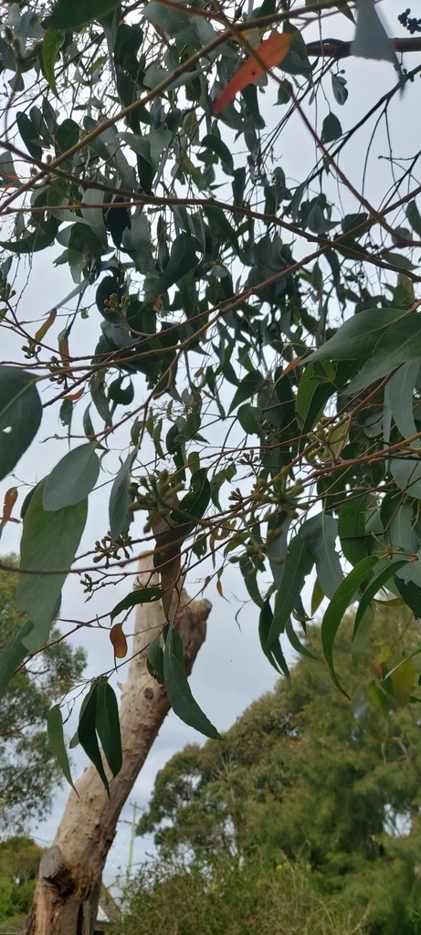 Brown-top Stringybark from Framlingham VIC 3265, Australia on September ...