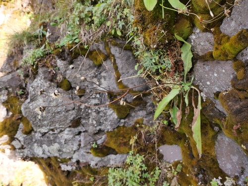 English Hawkweed (Hieracium juranum)