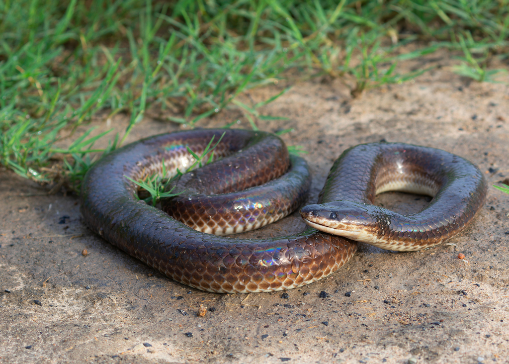 Asian Sunbeam Snake From Mae Faek San Sai District Chiang Mai