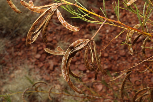 Chisholm's Wattle (Acacia chisholmii)