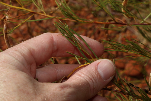 Image of Acacia chisholmii by (c) Greg Tasney, some rights reserved (CC BY-SA)